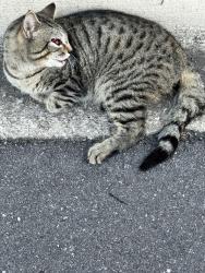 Found/Stray Unknown Cat last seen Will barber and kings highway , Kissimmee, FL 34741