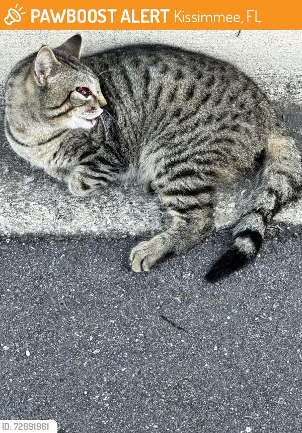 Found/Stray Unknown Cat last seen Will barber and kings highway, Kissimmee, FL 34741