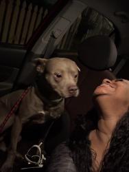 Found/Stray Male Dog last seen Walker Ave and Lancaster , Norfolk, VA 23523