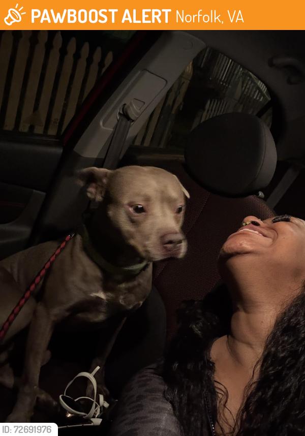 Found/Stray Male Dog last seen Walker Ave and Lancaster , Norfolk, VA 23523