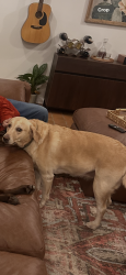 Lost Female Dog last seen Comanche Cove, Granbury, TX 76048