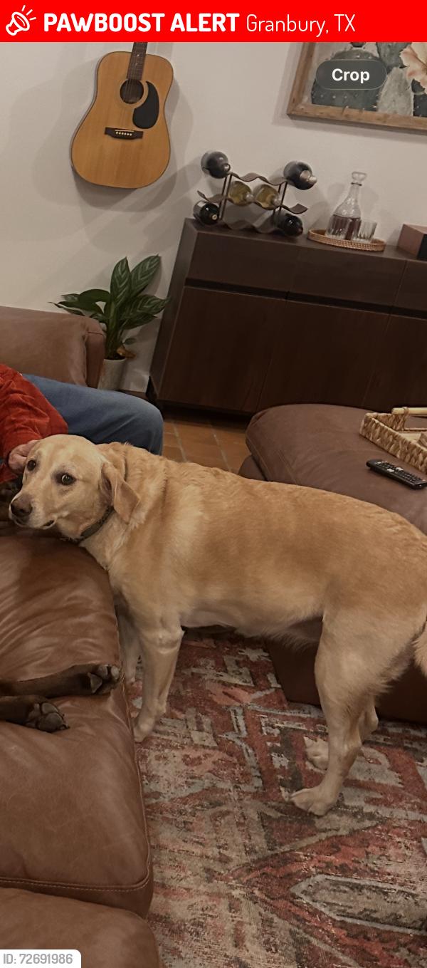 Lost Female Dog last seen Comanche Cove, Granbury, TX 76048