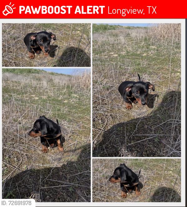 Lost Male Dog last seen Hotel in longview texas, Longview, TX 75601