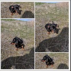 Lost Male Dog last seen Hotel in longview texas, Longview, TX 75601