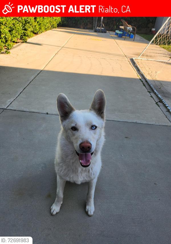 Lost Female Dog last seen Near west tudor st rialto Ca USA , Rialto, CA 92377