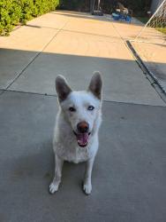 Lost Female Dog last seen Near west tudor st rialto Ca USA , Rialto, CA 92377