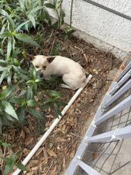 Found/Stray Unknown Dog last seen Rainbow and Flamingo, Spring Valley, NV 89147