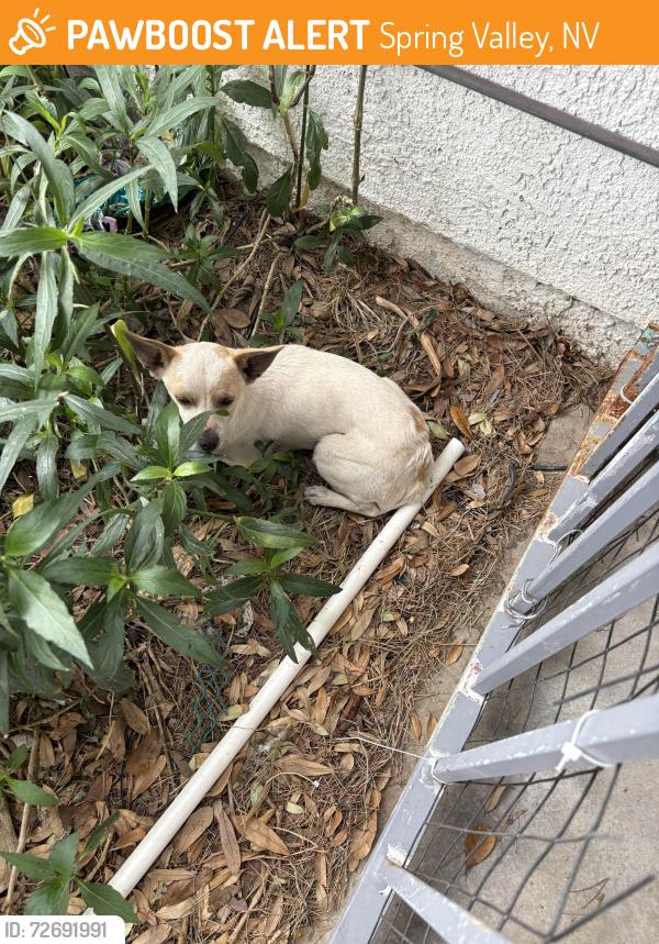 Found/Stray Unknown Dog last seen Rainbow and Flamingo, Spring Valley, NV 89147