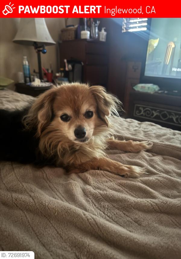 Lost Male Dog last seen 111th Pl & Crenshaw Blvd, Inglewood, CA 90303