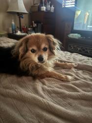 Lost Male Dog last seen 111th Pl & Crenshaw Blvd, Inglewood, CA 90303