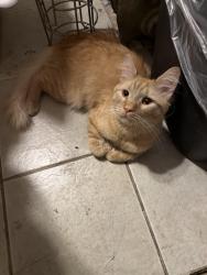 Lost Male Cat last seen Lehman - guildford - 10 -12 st, Lebanon, PA 17046