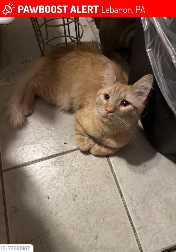 Lost Male Cat last seen Lehman - guildford - 10 -12 st, Lebanon, PA 17046