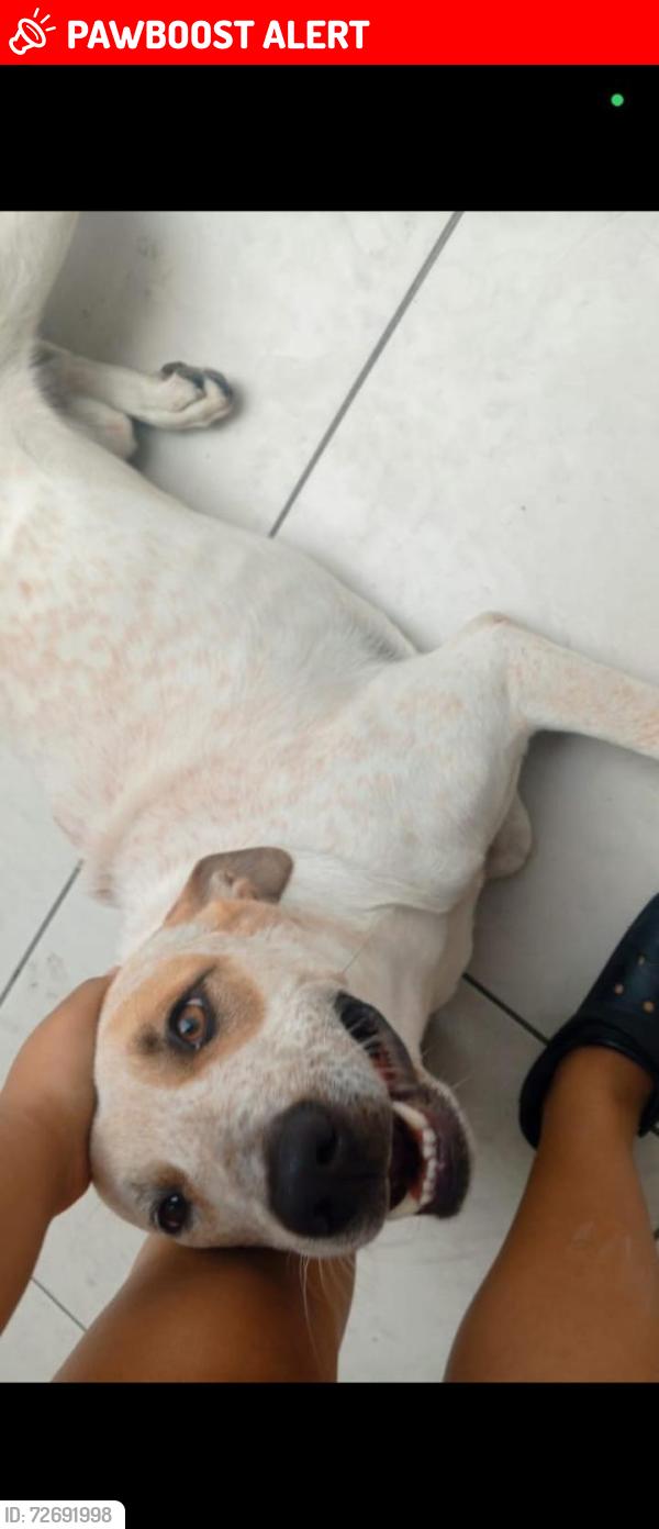 Lost Male Dog last seen Rua Luís António Pereira 361, Vila Nova Curuca, SP 08031-210
