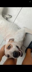 Lost Male Dog last seen Rua Luís António Pereira 361, Vila Nova Curuca, SP 08031-210