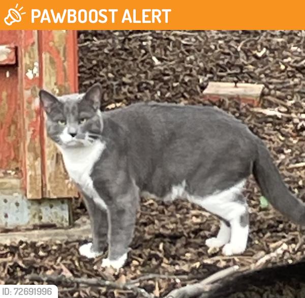 Found/Stray Male Cat last seen Heming Avenue and Heming Place, North Springfield, VA 22151