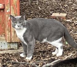 Found/Stray Male Cat last seen Heming Avenue and Heming Place, North Springfield, VA 22151