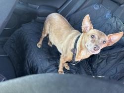 Found/Stray Male Dog last seen Commercial Blvd and Dixie Hwy, Fort Lauderdale, FL 33334