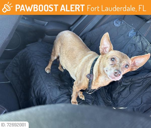 Found/Stray Male Dog last seen Commercial Blvd and Dixie Hwy, Fort Lauderdale, FL 33334