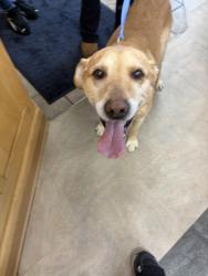 Found/Stray Male Dog last seen Radisson Road, Blaine, MN 55449