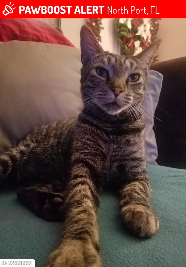 Lost Male Cat last seen Near Kincord Ln North Port Fl, North Port, FL 34287