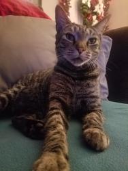 Lost Male Cat last seen Near Kincord Ln North Port Fl, North Port, FL 34287