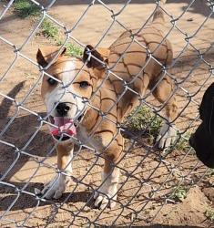 Found/Stray Male Dog last seen 26th & L, Lubbock, TX 79411