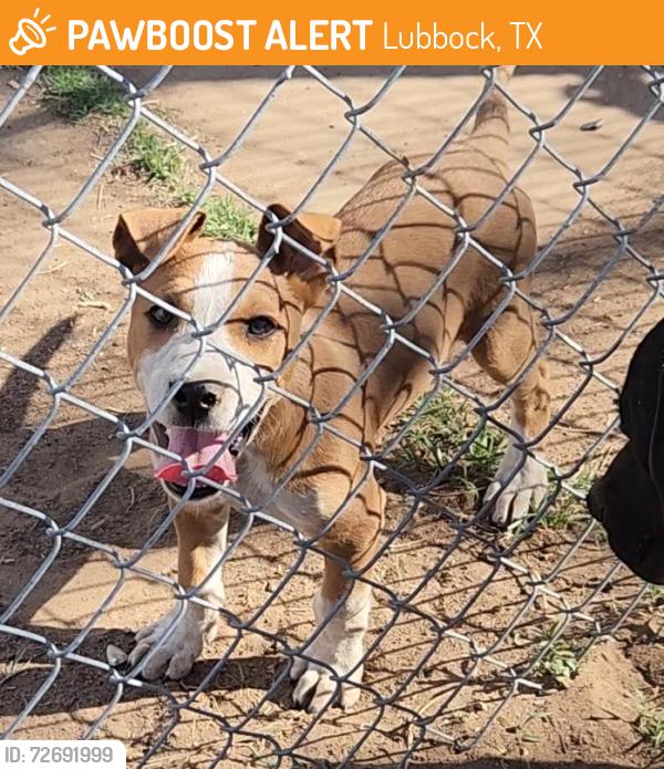 Found/Stray Male Dog last seen 26th & L, Lubbock, TX 79411