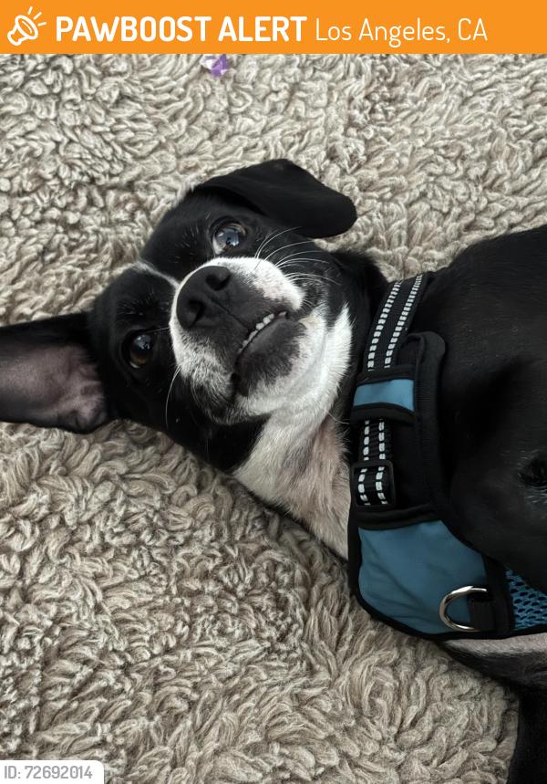 Found/Stray Male Dog last seen Figueroa/Pasadena Ave LA, CA, Los Angeles, CA 90061