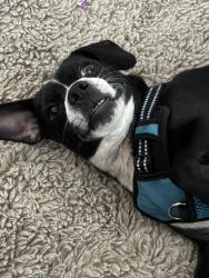 Found/Stray Male Dog last seen Figueroa/Pasadena Ave LA, CA, Los Angeles, CA 90061