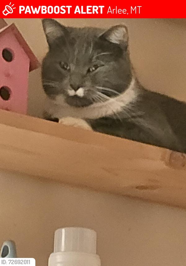 Lost Male Cat last seen The highway, Arlee, MT 59821