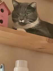 Lost Male Cat last seen The highway, Arlee, MT 59821