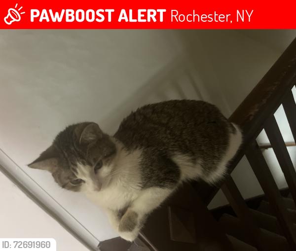Lost Female Cat last seen Lyell ave burrows Otis, Rochester, NY 14606