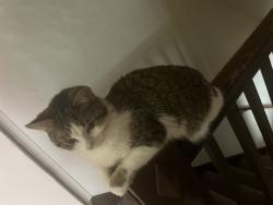 Lost Female Cat last seen Lyell ave burrows Otis, Rochester, NY 14606