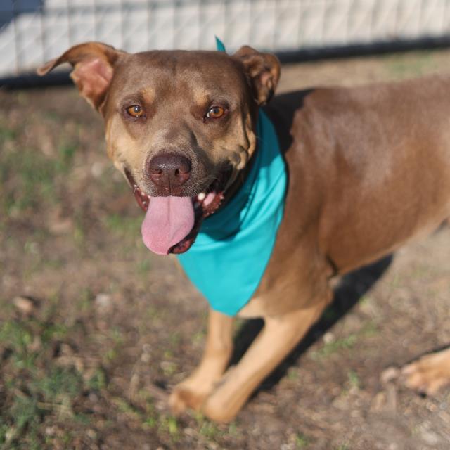 Shelter Stray Male Dog last seen Near BLOCK OF RANDOLPH BLVD, San Antonio, TX 78227