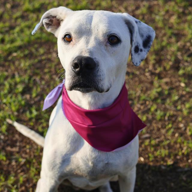 Shelter Stray Female Dog last seen Near BLOCK OF RANDOLPH BLVD, San Antonio, TX 78227