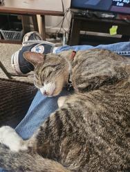 Lost Male Cat last seen Gateway high school , Aurora, CO 80012
