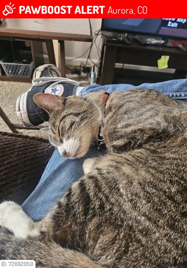 Lost Male Cat last seen Gateway high school , Aurora, CO 80012
