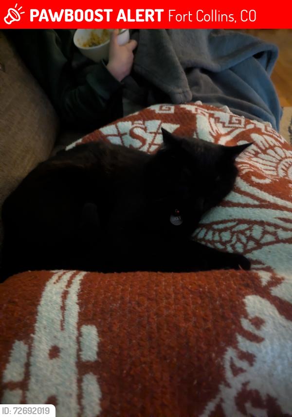 Lost Male Cat last seen Spring Creek Park , Fort Collins, CO 80525