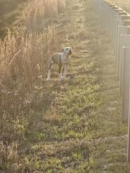 Found/Stray Unknown Dog last seen in between owen dr and wilmington hwy, Fayetteville, NC 28305