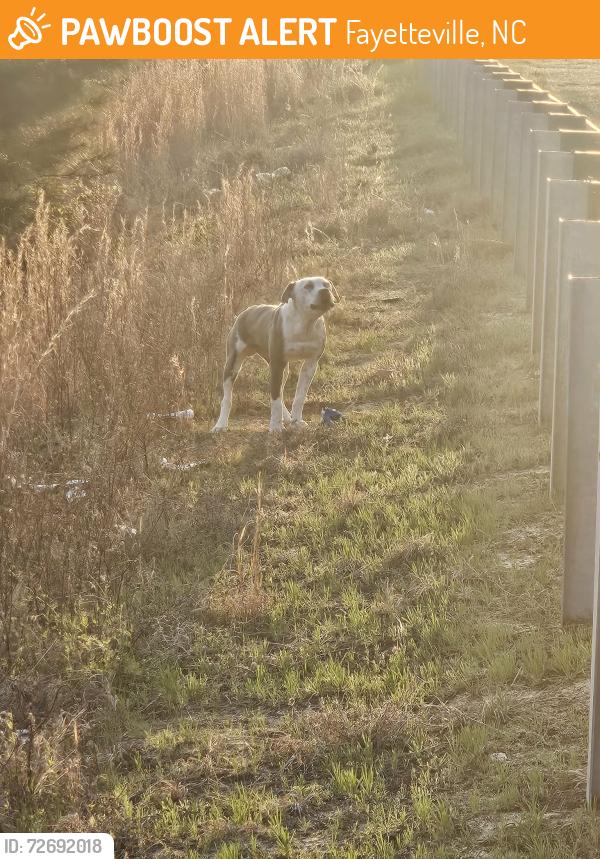 Found/Stray Unknown Dog last seen in between owen dr and wilmington hwy, Fayetteville, NC 28305