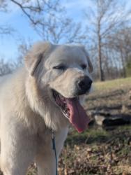 Lost Male Dog last seen 200th and garnett , Bixby, OK 74008