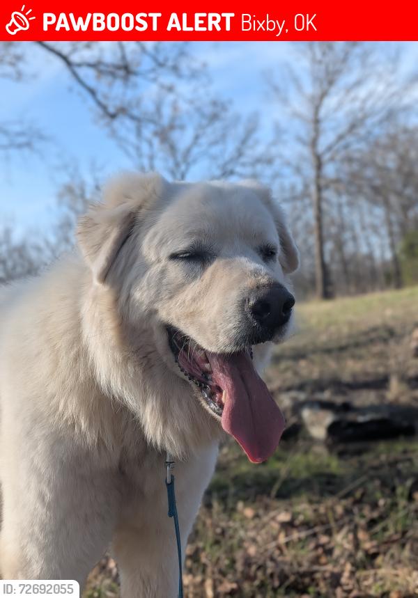 Lost Male Dog last seen 200th and garnett , Bixby, OK 74008