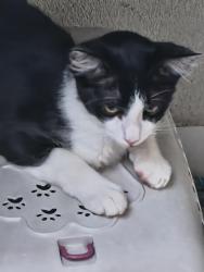 Lost Male Cat last seen Condomínio sol nascente , Vila Rangel, SP 12211-461