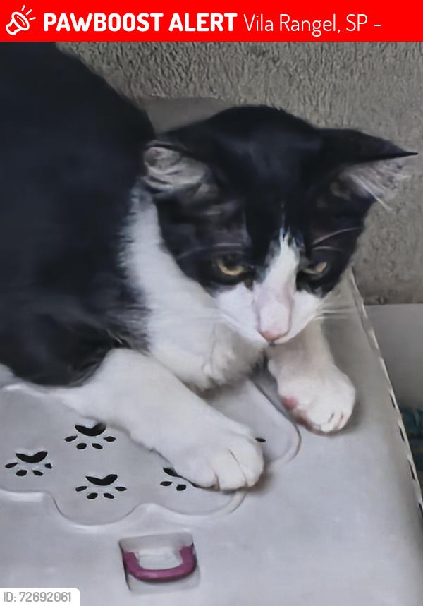 Lost Male Cat last seen Condomínio sol nascente , Vila Rangel, SP 12211-461