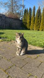 Lost Male Cat last seen Brookwood Avenue , Hillsboro, OR 97123