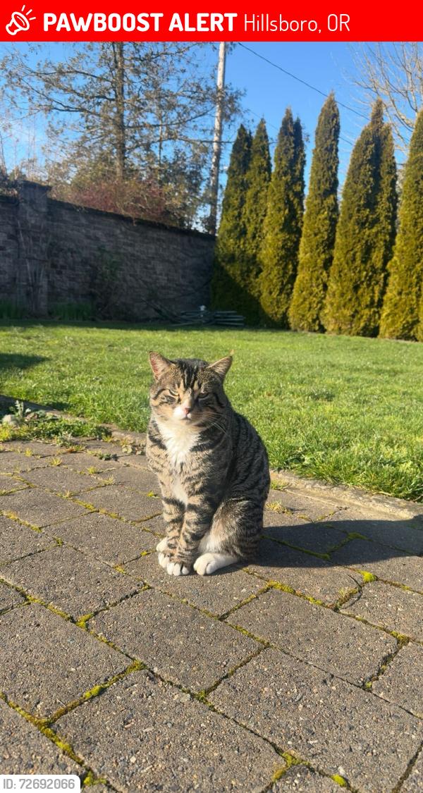 Lost Male Cat last seen Brookwood Avenue , Hillsboro, OR 97123