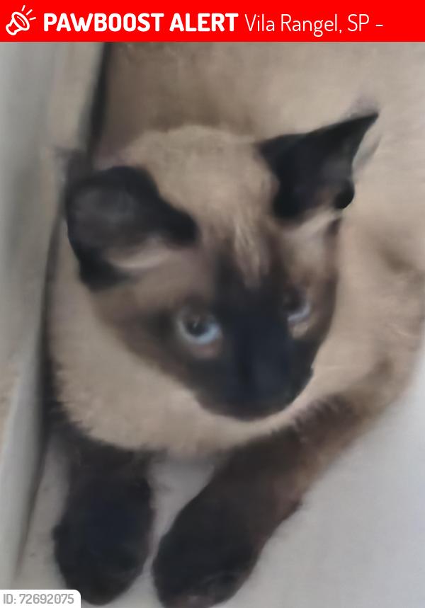 Lost Male Cat last seen Condomínio sol nascente , Vila Rangel, SP 12211-461