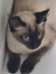 Lost Male Cat last seen Condomínio sol nascente , Vila Rangel, SP 12211-461