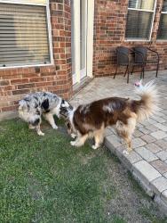 Found/Stray Male Dog last seen Windy Ridge and Clearview, Plano, TX 75025