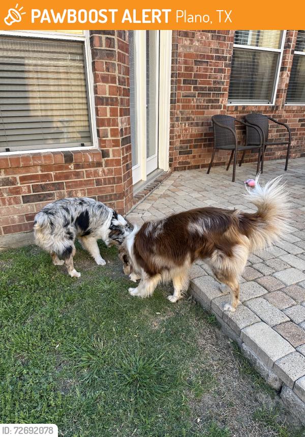 Found/Stray Male Dog last seen Windy Ridge and Clearview, Plano, TX 75025